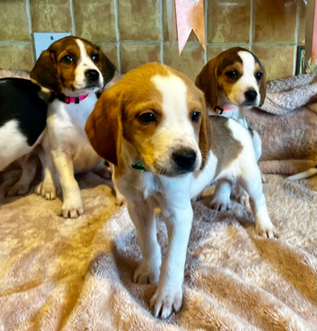 Lab x beagles ready now