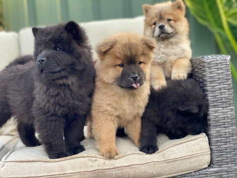 chow chow litter for sale