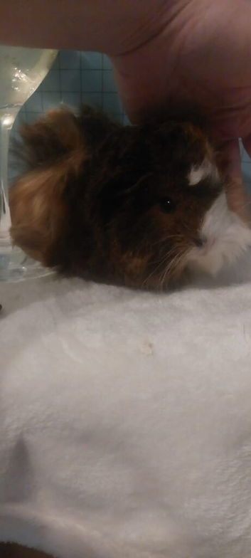 Female guinea pig