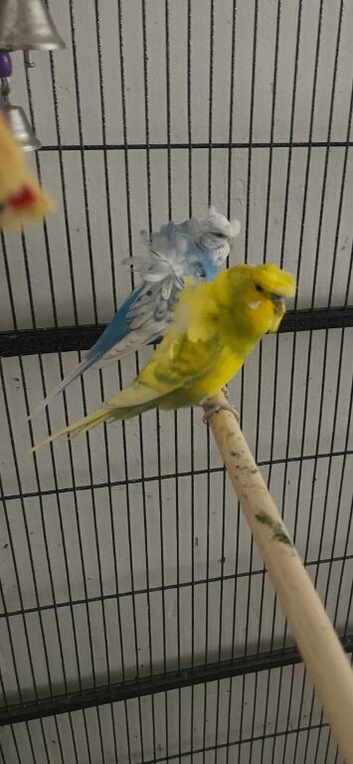 Helicopter budgies pair