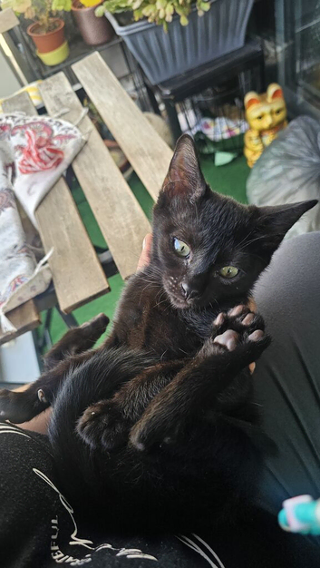 Kitten from Pure Sphynx Parents &ndash; Naturally Furred