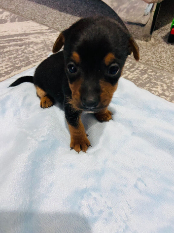 Jack Russell puppies
