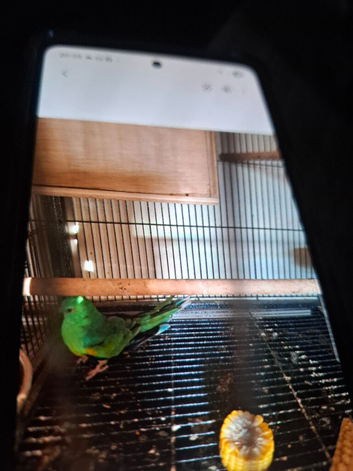 Red rump male