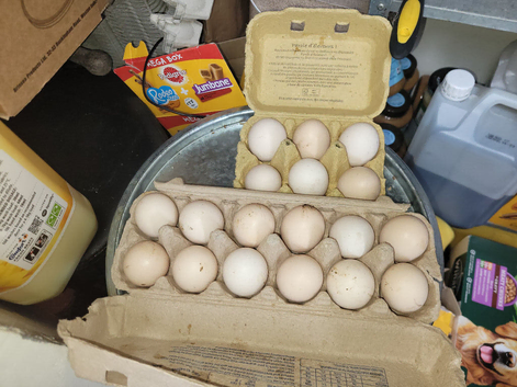 Vorwerk hatching eggs