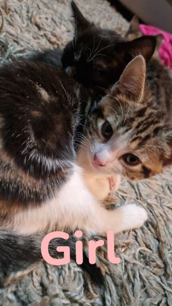 4 kittens 2 Girls and 2 Boys for sale