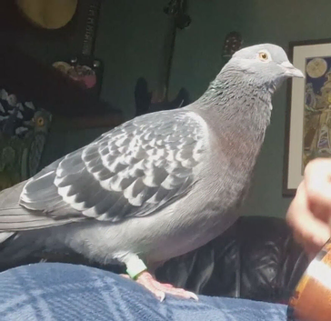 Pigeon