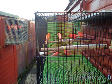 Red.Factor.Canaries
