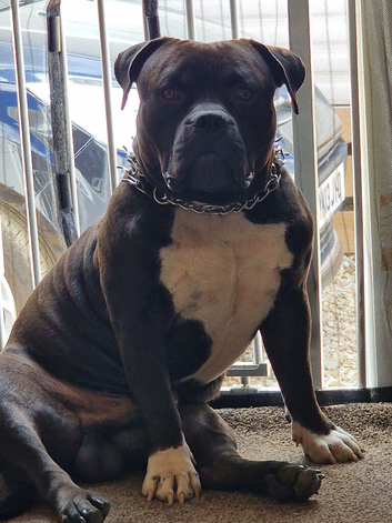For sale American Bully Standard