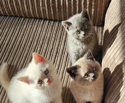 Adorable Purebred British Shorthair Kittens