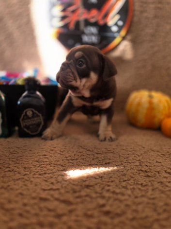 Stunning DWKC Registered English Bulldog Puppies &ndash; Ready October