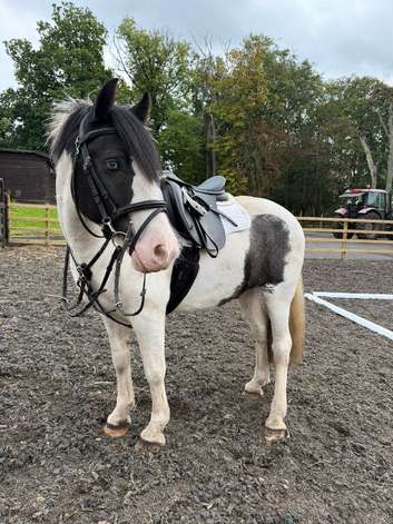 13.1 7yr cob