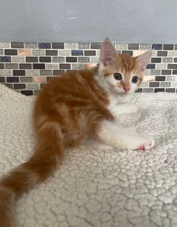 fluffy kittens need loving homes