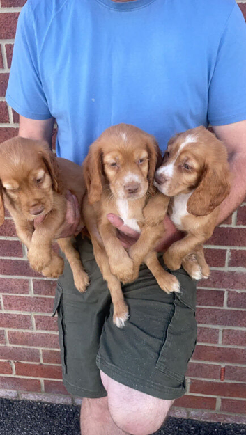 DNA test Cocker spaniel
