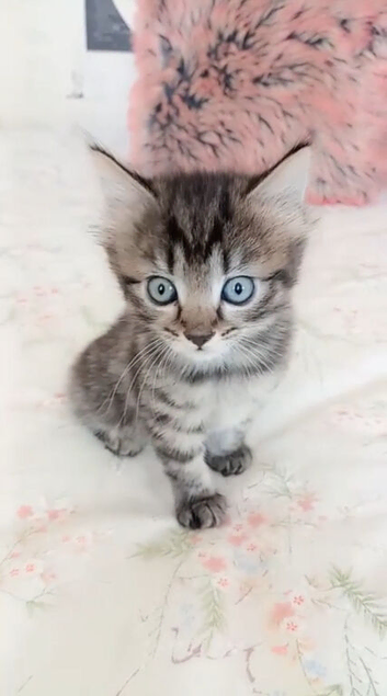 Gourgeous kittens for sale!!!