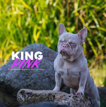 Pink French bulldog for stud kc registered