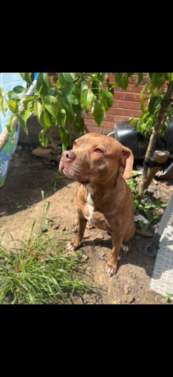 Need to rehome my star