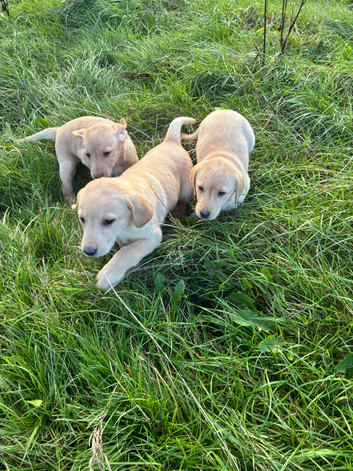Labrador Pups