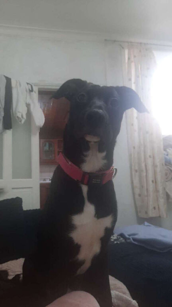 Female pup needs gone today