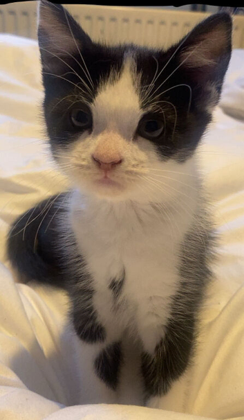 4 kittens to go &pound;50