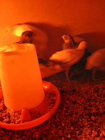 16 mixeds coloures chinnees paited quail
