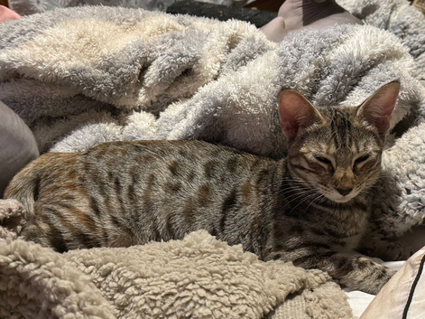 Savannah F4 cats beautiful