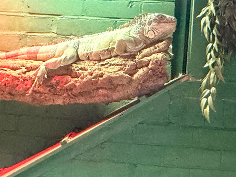Green/blue iguana 10 years old
