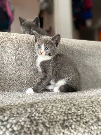 Kittens looking for there forever homes