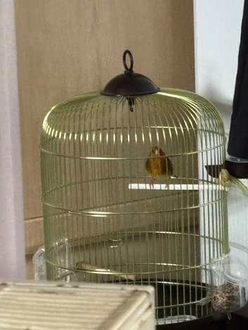 Gold finch mule cock sell our swap