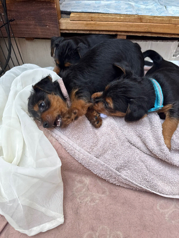 pattern dale cross yorkshire terrier