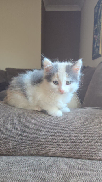 Gorgeous kittens