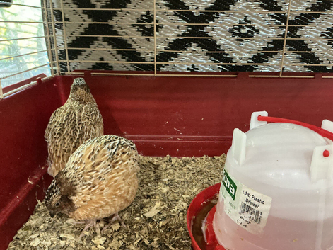 Jumbo quail