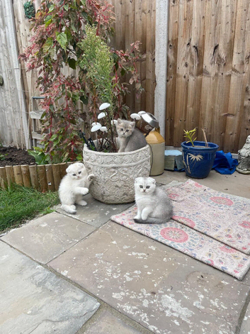 Stunning litter - Scottish Fold Kittens