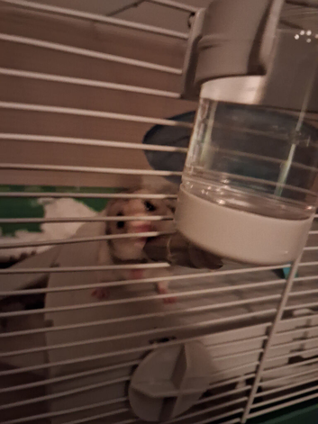 4 month old male Syrian hamster