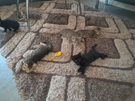 6 kittens for sale