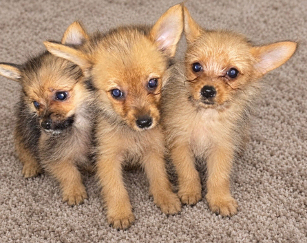 Yorkie cross you Pom