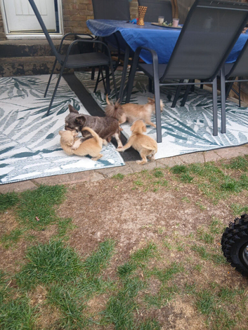 2 male chawawah x yorkie