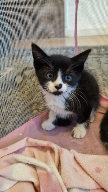 Kittens ip3