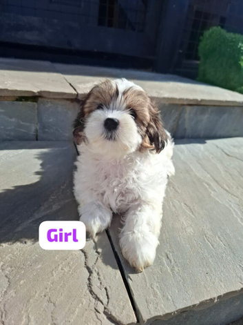 Shichon puppies