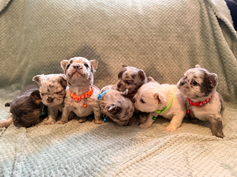 Super Full visual Merle fluffy French bulldogs