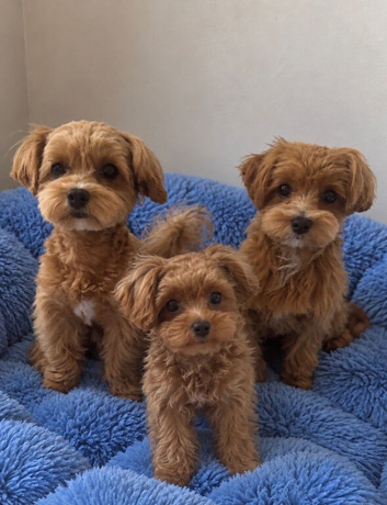 Asian / Korean Maltipoo. DNA tested parents. Ready Now