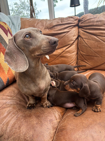 Beautiful KC smooth mini dachshund puppies