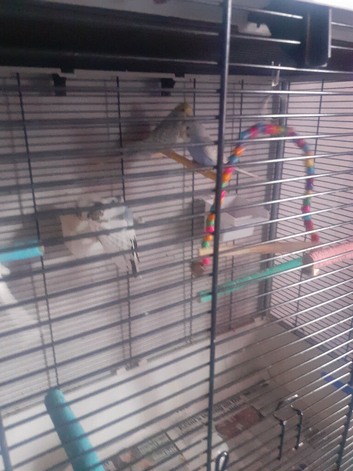 9 baby budgies  joblot