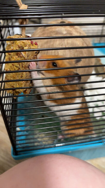 Syrian hamster For sale! OPEN TO OFFERS