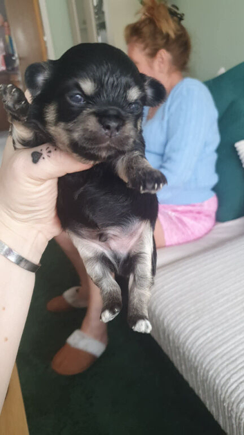 Shichi puppies