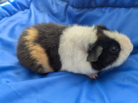 Pure bred Teddy guinea pig boars