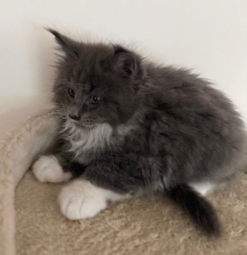 Mainecoon kittens - TICA Registered
