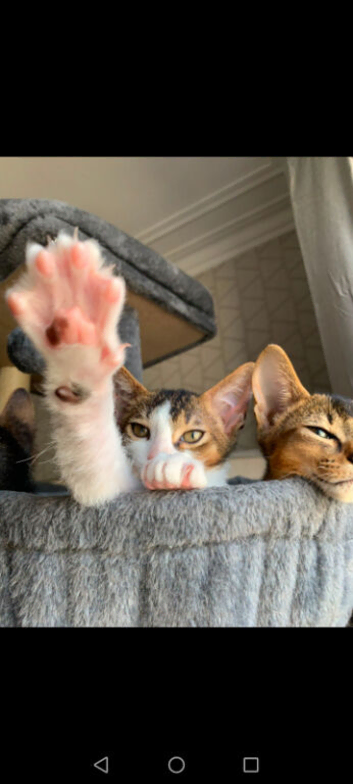 Abyssinian cross curly boy