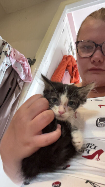 Kittens