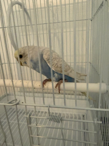 Beautiful Male Blue and White Baby Budgie