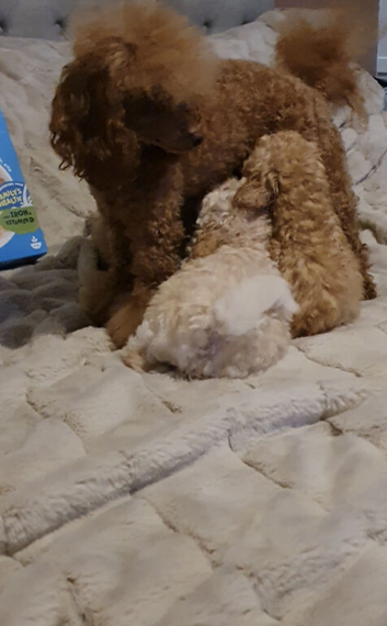 Toy Poodle puppies ready now, both parents KC, and health tested. Superb bloodlines.